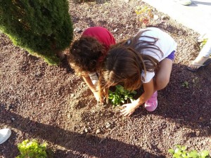 Plantando un arbol