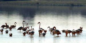 Parque Nacional de Doñana. Foto: EFE/Eduardo Abad